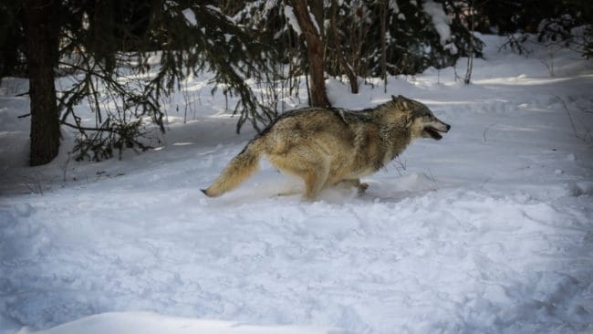 Den 47 kilo tunga varghanen avlivades på grund av överhängande fara för rennäringen.