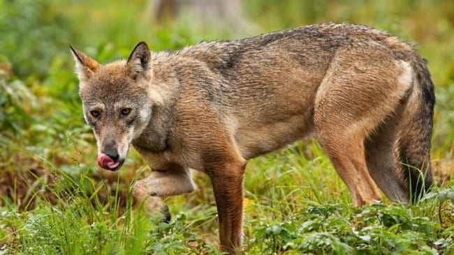 Åsikterna går i sär. På ena sidan en djurägare som vittnar om att varg tagit hans kalvar, på andra sidan miljödirektören som menar att mannen har fel.