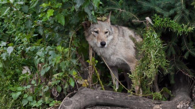 Den treårige pojken befann sig på gårdsplanen då vargen närmade sig. Pappan ingrep men nu är förundersökningen mot honom nedlagd. (arkivbild)