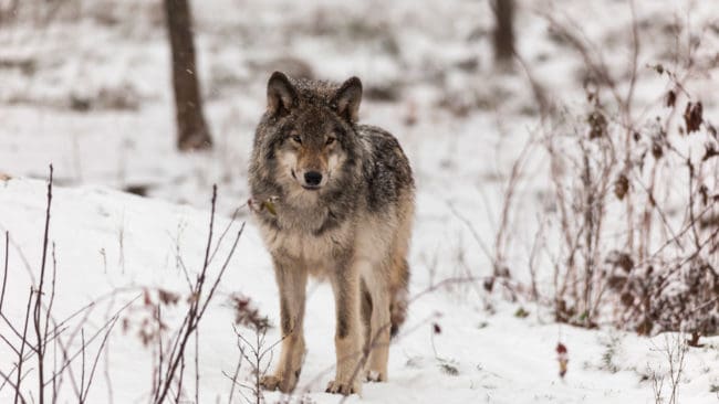 Naturvårdsverket säger nej till förlängd vargjakt i Örebro och Värmlands län.