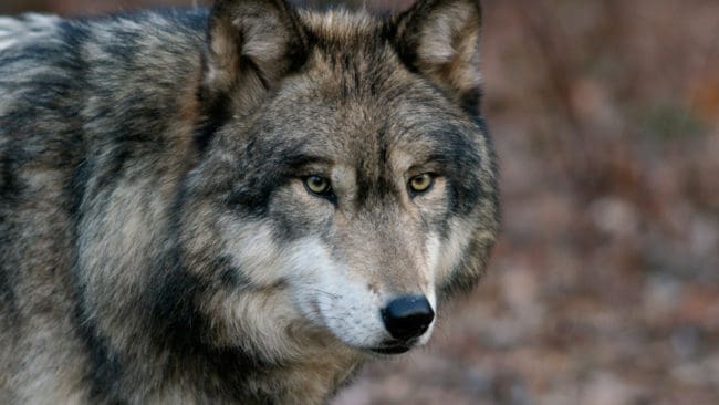 Norska jägare är missnöjda med vargpolitiken.