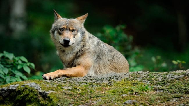 Kritiken mot det nya förslaget om norsk vargförvaltning är skarp från både värnar- och motståndarhåll.