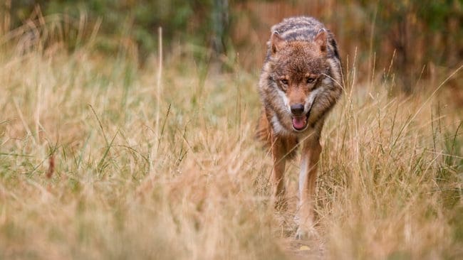 Ordföranden i bondelaget i Hedmark vill märka alla vargar för att kunna spåra och ta bort de som angriper får på bete.