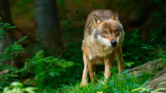 Schweiz har plats för 150 vargar, tycker Reinhard Schnidrig, chef för miljödepartementets avdelning för vilda djur och biodiversitet.