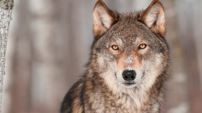 Förra vinterns licensjakt på varg i Värmland ligger fortfarande i rättssystemets kvarnar. Den ska avgöras av Högsta förvaltningsdomstolen.