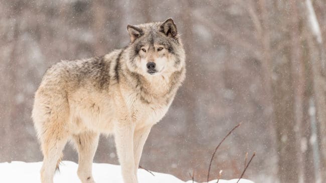 Sametingets rennäringsnämnd förkastar Naturvårdsverkets femåriga plan för genetisk förstärkning av vargstammen, där en av de föreslagna åtgärderna är att låta vargar passera renbetesland.