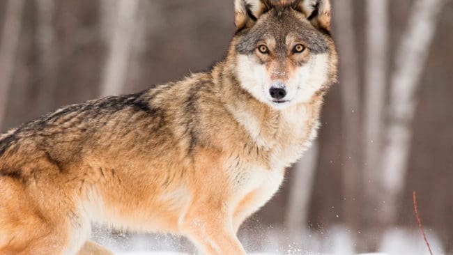 Länsstyrelsen i Dalarna har beviljat skyddsjakt på tre vargar i Idre sameby.