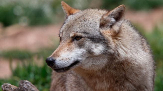 Det borde kosta att överklaga licens- och skyddsjakt, tycker debattören Tobias Albinsson.