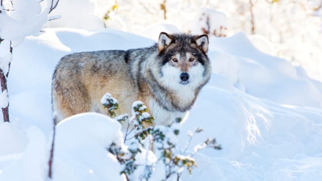 Den kommande licensjakten på varg är nu överklagad även till kammarrätten.