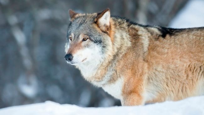 Människor i Ockelbo upplever fortfarande en oro över vargar och andra rovdjur, trots att man genomfört en licensjakt på varg, visar en enkätundersökning.