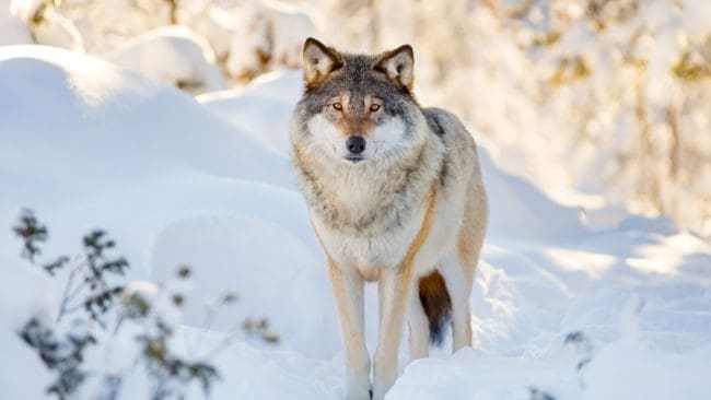 Tilldelningen inför den norska licensjakten på varg dras kraftigt ned efter att norska miljödepartementet funnit att den strider mot Bernkonventionen och norsk lagstiftning.