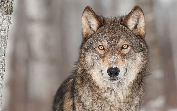 Tolv personer har gripits idag misst&auml;nkta f&ouml;r organiserad illegal jakt p&aring; varg.