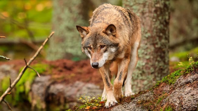 Företrädare för Sveriges lantbruksuniversitet bemöter kritiken från Karl Hedin och Björn Törnvall om den nya omräkningsfaktorn för vargar.