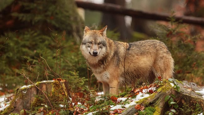 Det kan finnas tre vargar i Blekinge.