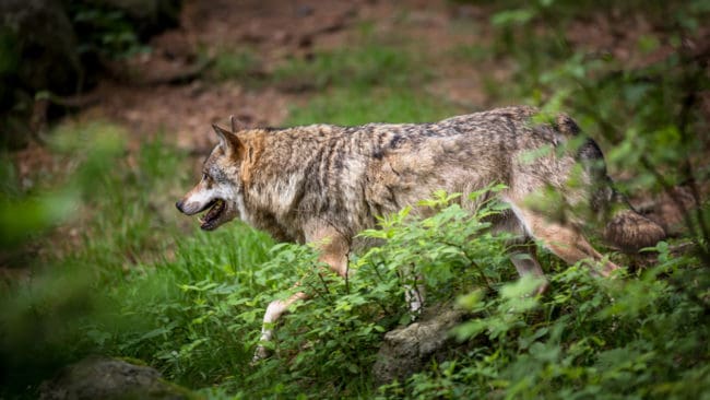 Det finns i dag närmare 400 vargar i Tyskland, vilket enligt tysk beräkningsmetod är något fler än i Sverige. Genetikern Anne Jarausch menar att det finns plats för fler.