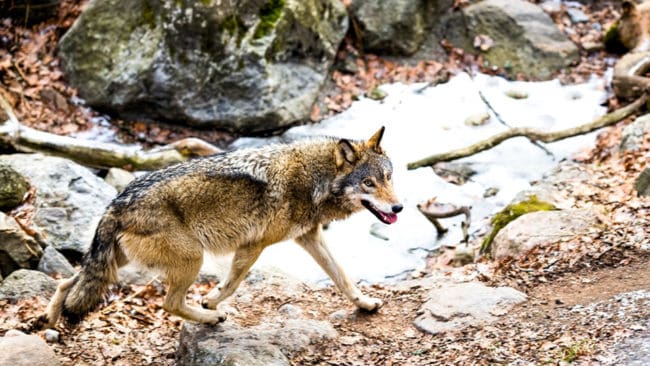 Britt Eklund såg en varg på fyra meters håll när hon och sonen gick med hunden längs en skogsväg. Länsstyrelsen menar att det vargen inte uppvisade ett onormalt beteende. (Arkivbild)