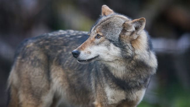 14 finska vargar har försetts med GPS-sändare. (Arkivbild)