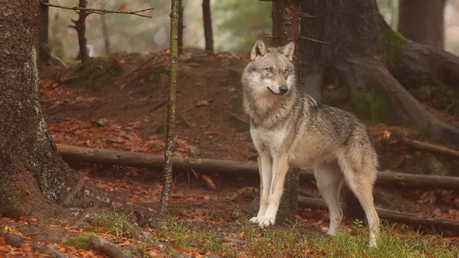 En tysk fårbonde tycker att vargar ska ges p-piller för att begränsa stammen.