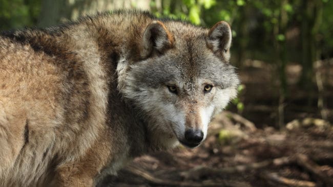 Danmarks Jæegerforbund tycker att vargen har en naturlig plats i Danmark.