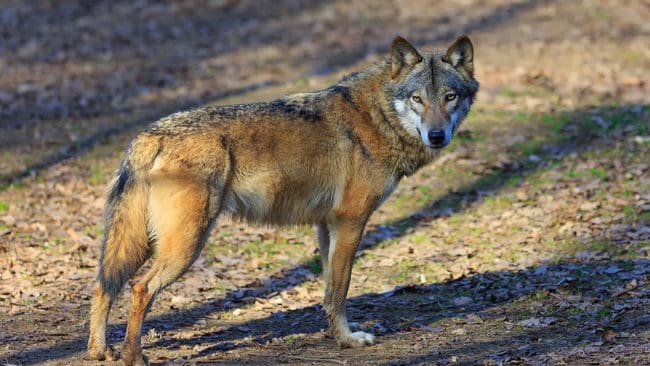 Vera Lundin mötte en varg på morgonpromenaden hemma i bohusländska Sannäs. (Arkivbild)