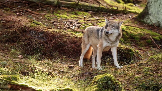Norska rovviltsnämnder har beslutat att 36 vargar ska få fällas i höstens licensjakt.