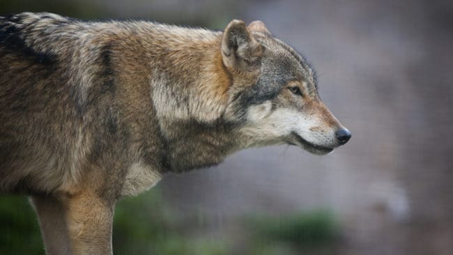 Allt fler norrmän är emot varg, visar en mätning som gjorts av norska radion NRK.