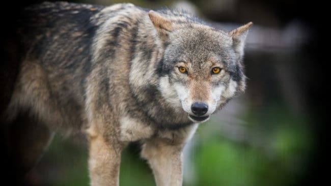 I lördags togs en kattunge av varg norr om Vallentuna, i samma område där en sällskapshund togs för drygt en vecka sedan. (Arkivbild)