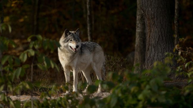 En varg kom in på skolgården vid Malmaskolan i Kolsva. Den skrämdes bort av skolungdomar. Nu ökas personaltätheten på skolgården. (Arkivbild)