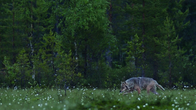 En norrman som har dömts för att ha skjutit en varg hävdar att vargen var uppfödd i Norge och utsläppt.