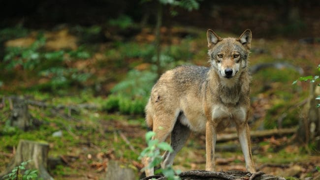 En varg kom in i trädgården hos Johan Lönnberg i Österhaninge, utanför Stockholm. Den brydde sig inte nämnvärt när han försökte skrämma bort den. (Arkivbild)