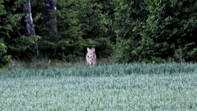 Jägaren Simon Johansson lockade till sig vargen och fotograferade den.