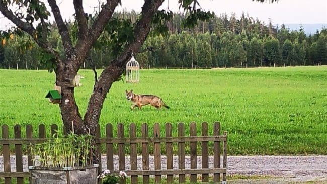 Det som troligen var Tönsentiken utanför Gislaved i augusti. Nu kan den fårdräpande tiken, som överlevt skyddsjakter i tre län, vara tillbaka i Jönköpings län sedan 13 lamm drabbats av en vargattack utanför Hestra.