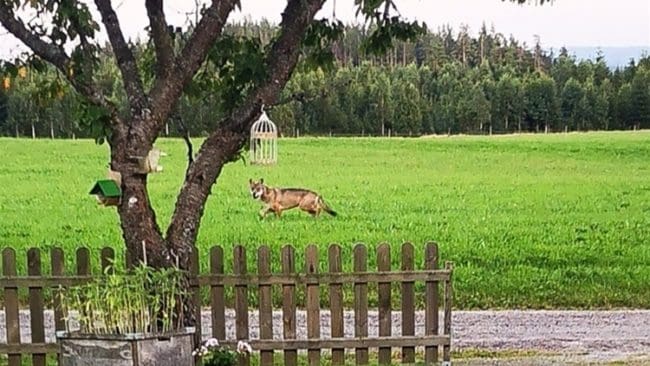 Här smiter det som troligen är Tönsentiken förbi en bostad i Gislaved. Efter flera resultatlösa skyddsjakter i olika län kan fårdräparen vara död efter att ha blivit påkörd på E4:an utanför Vaggeryd.