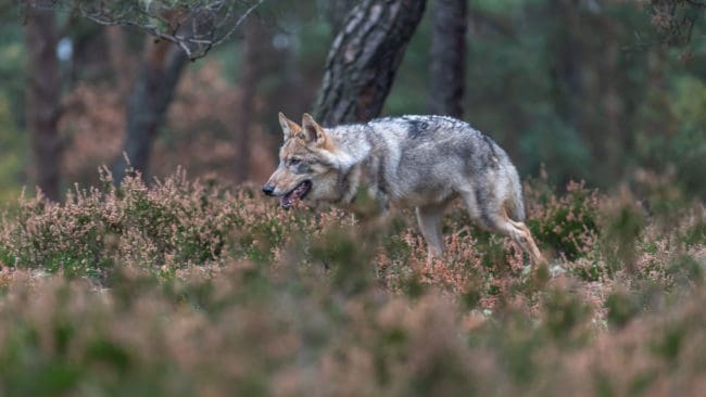 Ännu en vargattack har skett i trakterna runt Gnosjö.