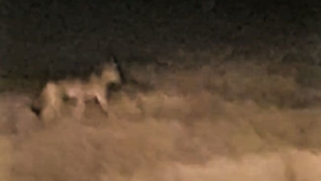 Flera observationer har gjorts av varg i Skåne. Den här sprang omkring på en åker i Trulshärad.