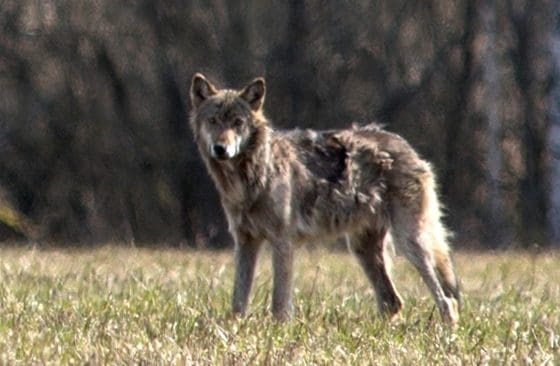En av de bilder som länsstyrelsens rovdjurshandläggare Fredrik Wilde tog på vargen i Frykerud, innan han sköt knallskott mot den. I dag avlivades den och bedömningen är att den drabbats av skabb.