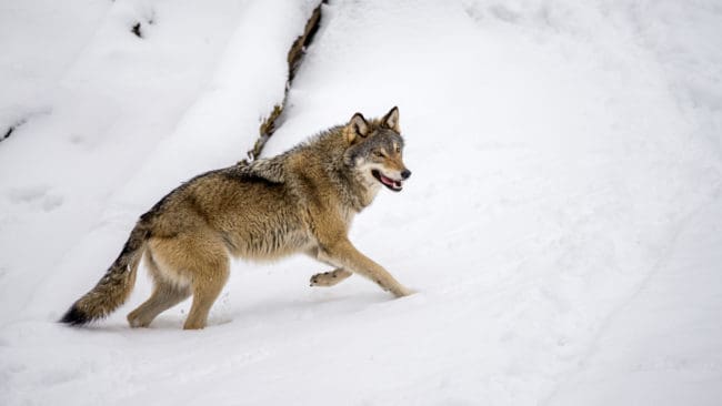 Polisen har inte lyckats spåra det olaga hotet angående vargjakt som har riktats mot länsstyrelserna i Stockholm och Norrbotten.