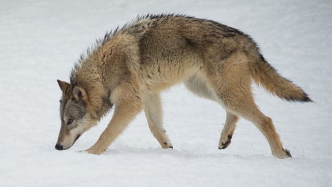 Fortfarande får en varg till skjutas inom licenskvoten om sex vargar i Dalarna.