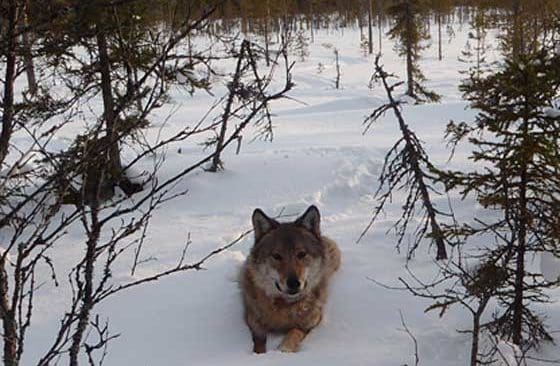 En varg ska skyddsjagas i Jämtlands län, i ett område där Ohredahke sameby måste ha en renhjord på vinterbete.