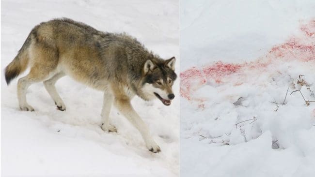 Döda renar och blodspår. Nu skyddsjagas den varg som stör rennäringen norr om Överkalix. (Arkivbilder)