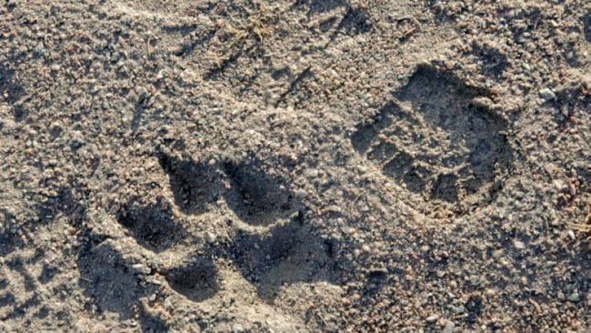 Eftersök pågår efter en varg som trafikskadats i Värmland.