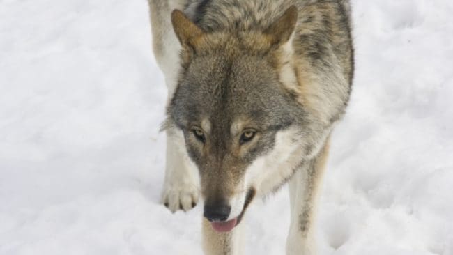 Skyddsjakten i Ovanåkers kommun är avslutad.