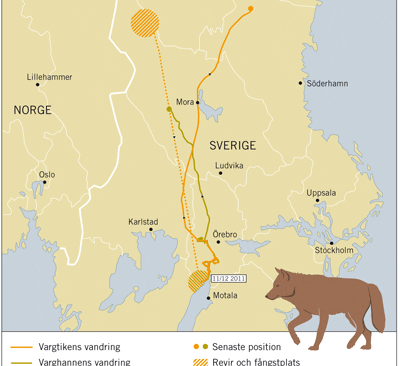 B&aring;da har cirka tio mil kvar. S&aring; h&auml;r har vargarna som flyttades fr&aring;n Idre sameby vandrat, enligt Naturv&aring;rdsverket.