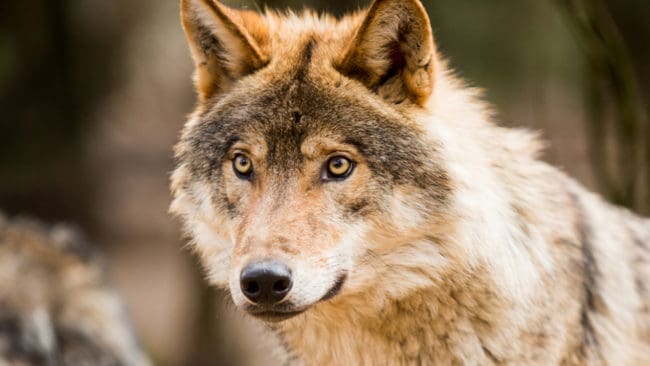Fem barnfamiljer mötte Södertörnsvargen i Tyresta i lördags och ett par med en labradorvalp blev förföljda av den. (Arkivbild)