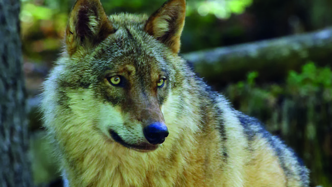 Länsstyrelsen i Stockholms län räknar med att skyddsjakten på en varg i Vallentunaområdet kan bli störd av folk som inte vill att den ska skjutas.