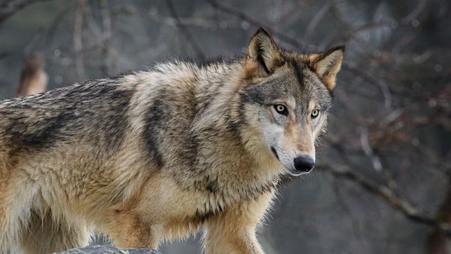 En grupp som vill skydda Riala-vargen från att skjutas av jägare i den pågående skyddsjakten turas om att promenera i skogarna för att störa jakten.