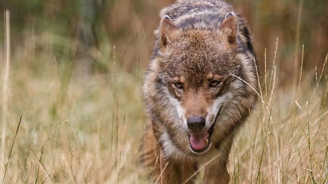 Länsstyrelsen i Stockholms län förlänger skyddsjakten på en varg i Riala till den 22 oktober. (Arkivbild)