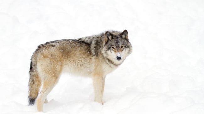 Färska spår efter varg har hittats nära gårdar öster om Arvidsjaur. Östra Kikkejaurs sameby hoppas att det blir skyddsjakt. Hittills ska en ren ha blivit riven.