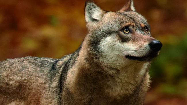 En skyddsjaktsansökan om sex vargar i Ryssjöreviret har gjorts efter att varg dödat en gråhund under älgjakt.