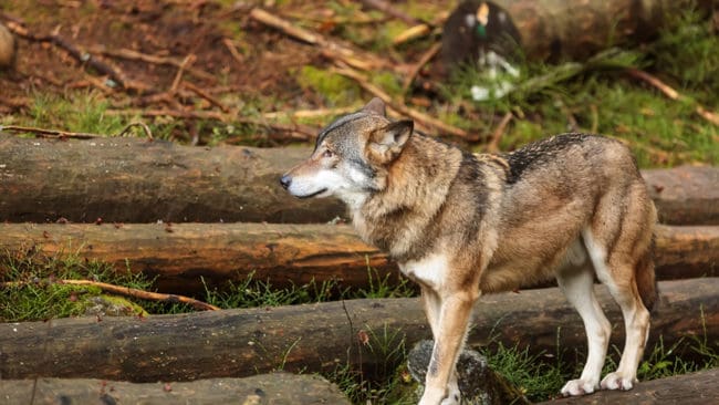 Det finns bara 100 000 kronor kvar i Landsbygdsprogrammets kassa i Södermanland där tamdjursägare kan ansöka om bidrag till rovdjursavvisande stängsel. Pengarna ska räcka till år 2020.